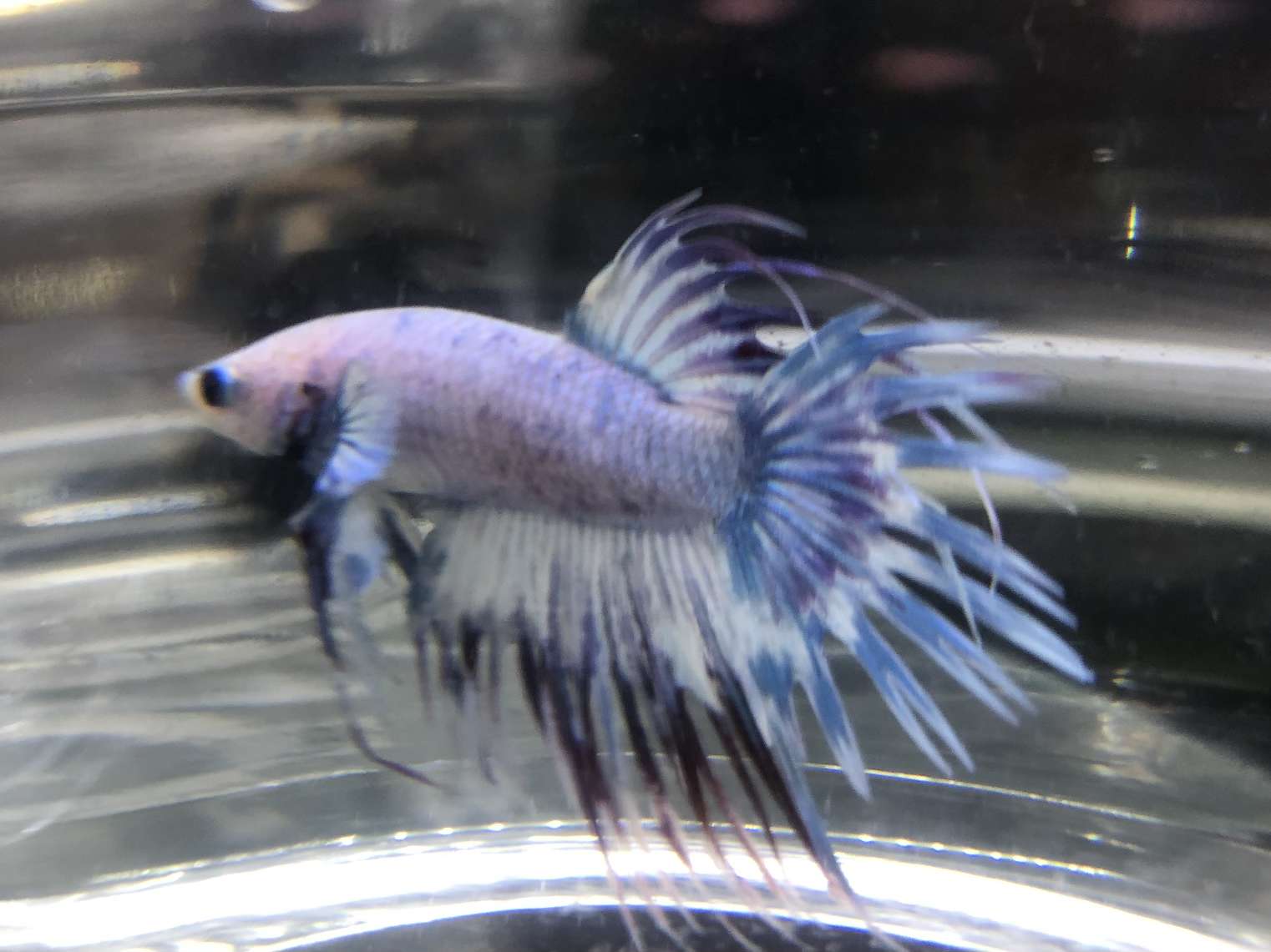 ベタ　クラウンテール